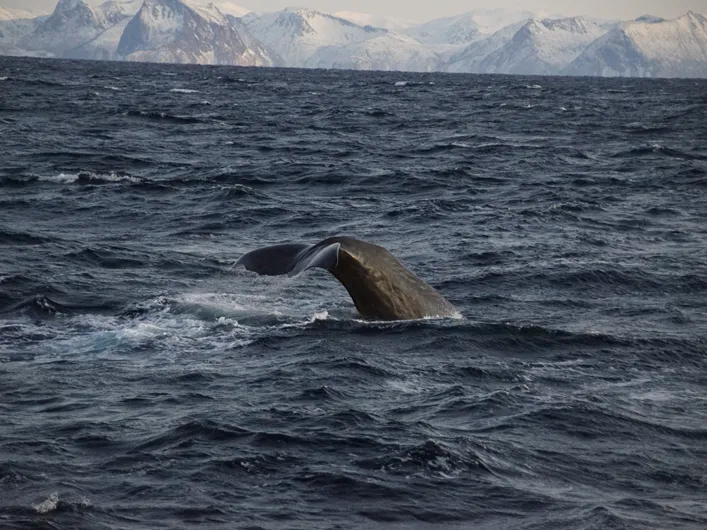 Nord-Norge leverer – alltid