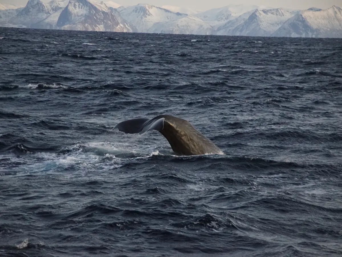 Nord-Norge leverer – alltid